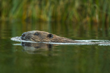 Bobor pláva v rieke Bobor pláva v rieke